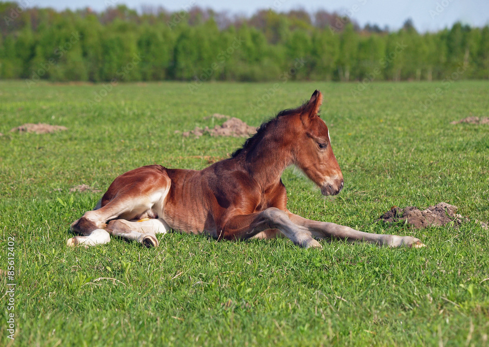 A little bay foal has a rest on a green meadow
A little bay foal has a rest on a green meadow
