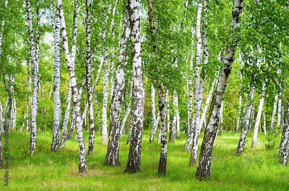 birch grove - obrazy, fototapety, plakaty 
