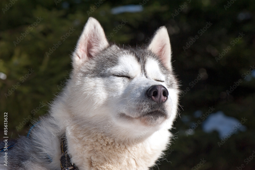 husky with a happy. calm and relaxed.