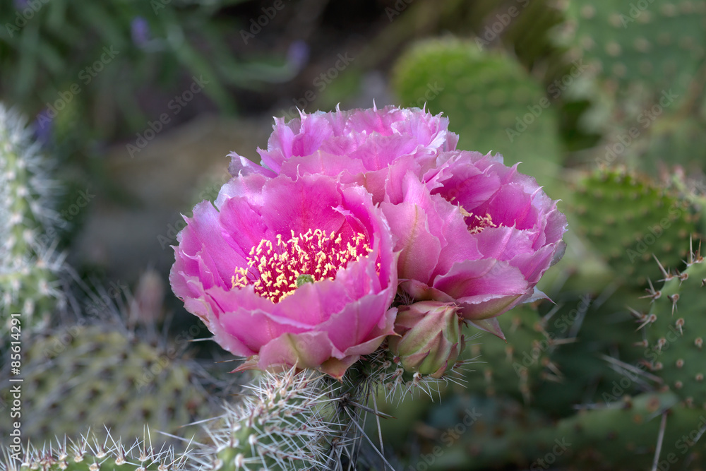 Cactus (Opuntia phaecantha) with pink blossoms