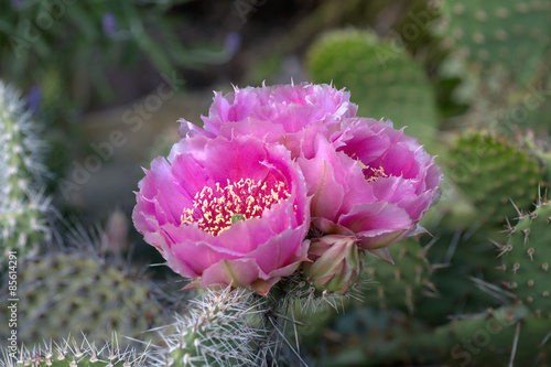 Obraz na płótnie Cactus (Opuntia phaecantha) with pink blossoms w salonie
