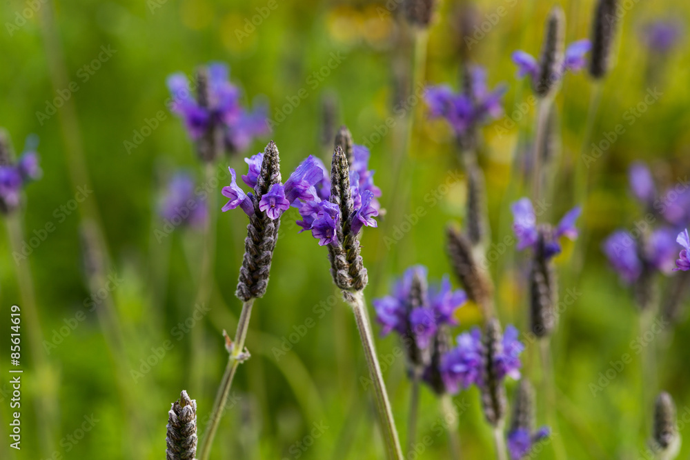 Fototapeta premium Lavender Flowers