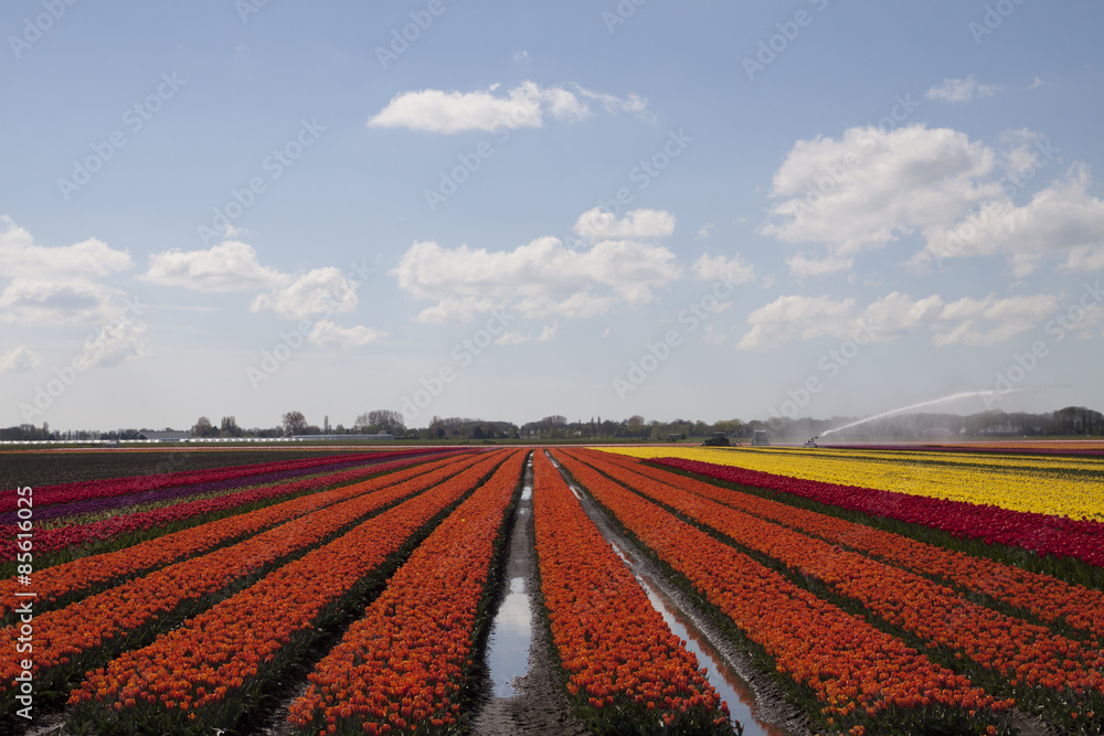 Colored tulips in a row with a blue sky. Colored tulips in a row with a blue sky.