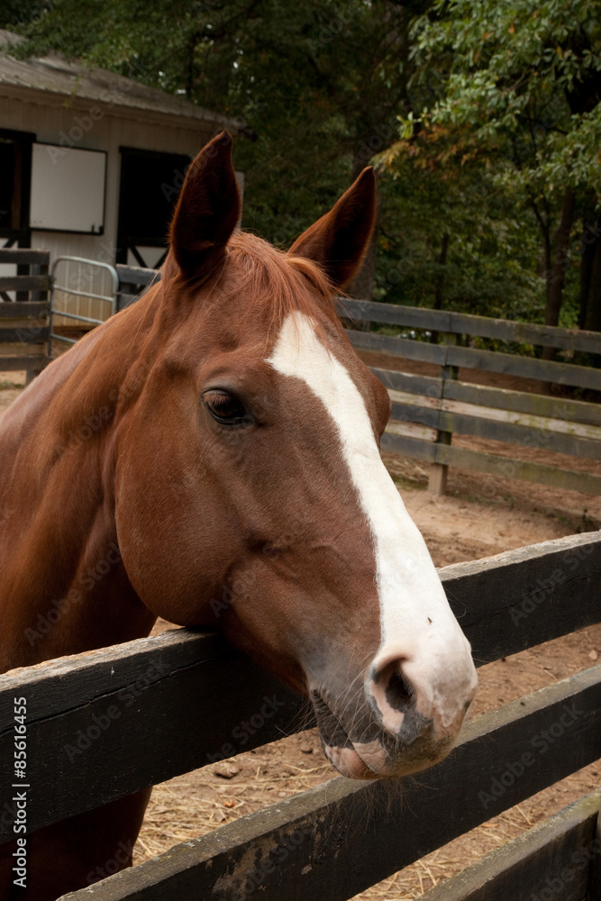 Fototapeta premium Brown horse looking over the fence