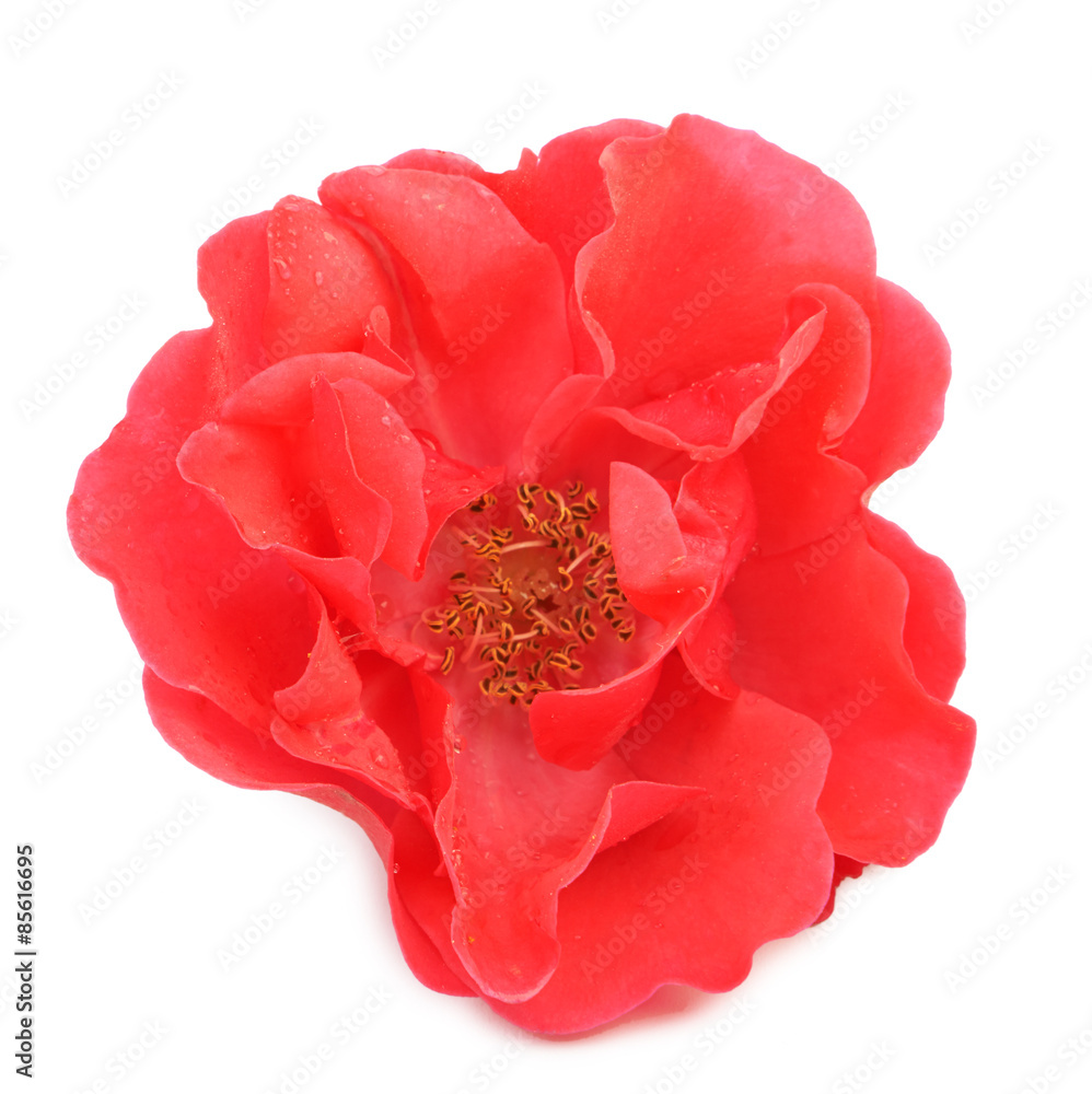 Red rose isolated Red rose isolated