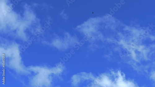 Slow motion of tropical clouds with flying birds.