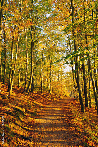 herbstlicher Waldweg