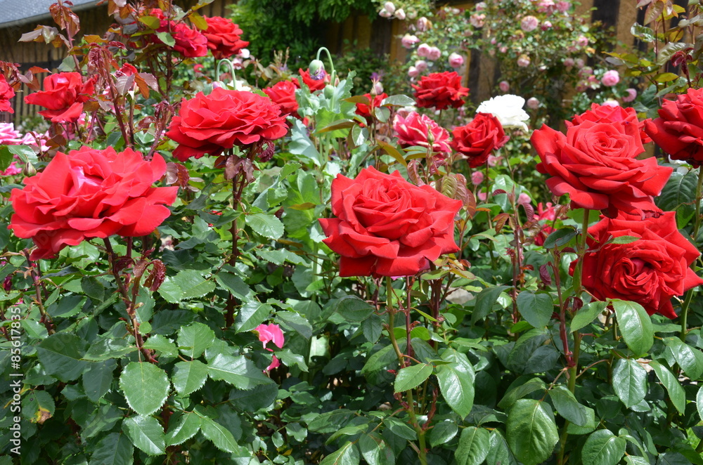 Fototapeta premium rosier rouge