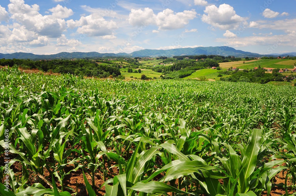 Field of green corn plants on a farm, countryside landscape