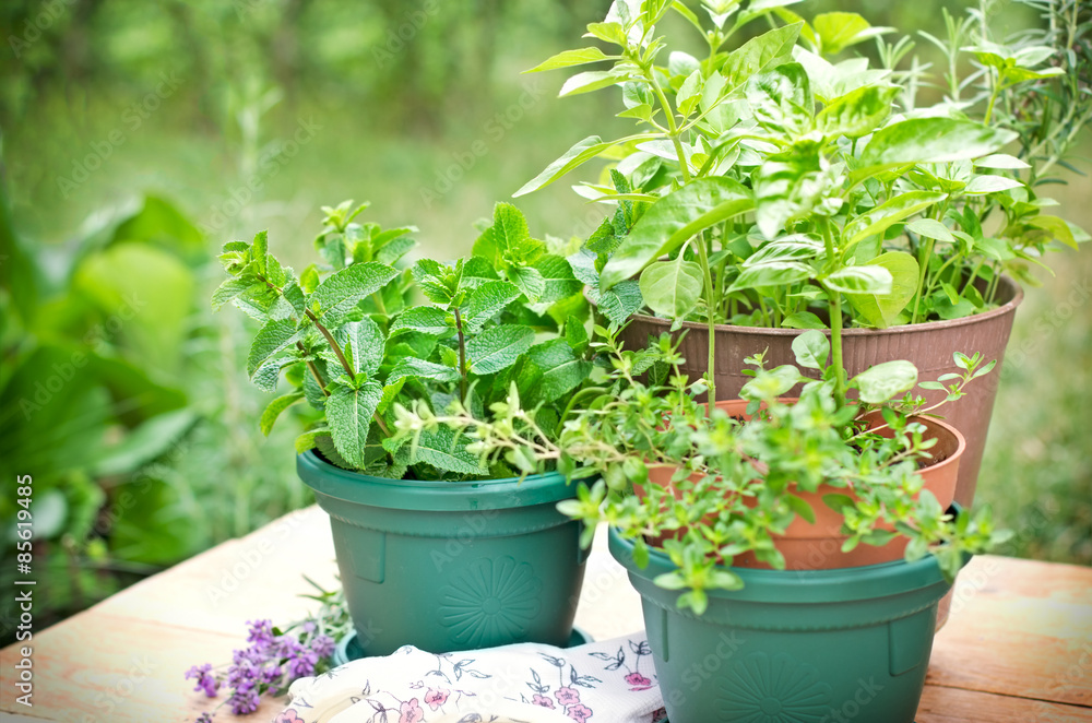 Fresh herbs in pots