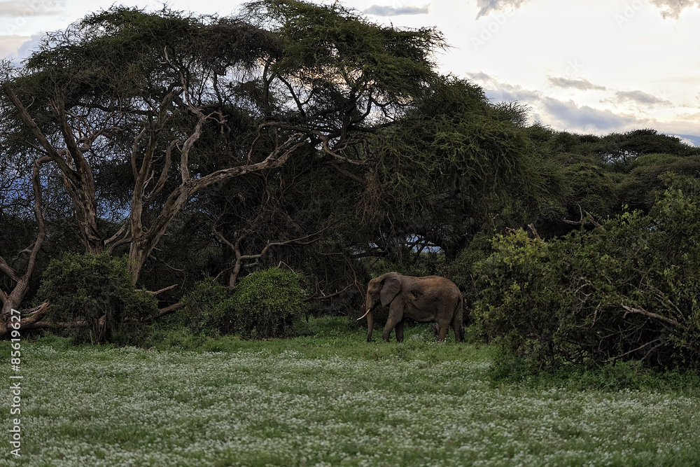 Elephant Elephant