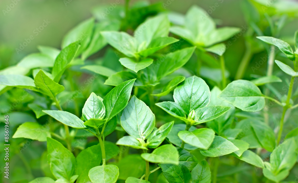 Fresh Basil - fresh leaves of Basil Fresh Basil - fresh leaves of Basil