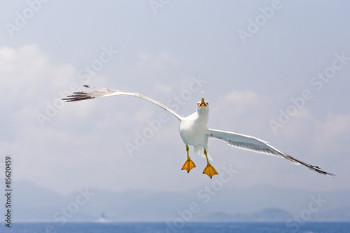 acrobatic flight of a seagull
