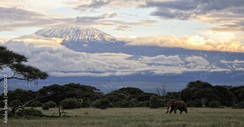 Photography Elephant