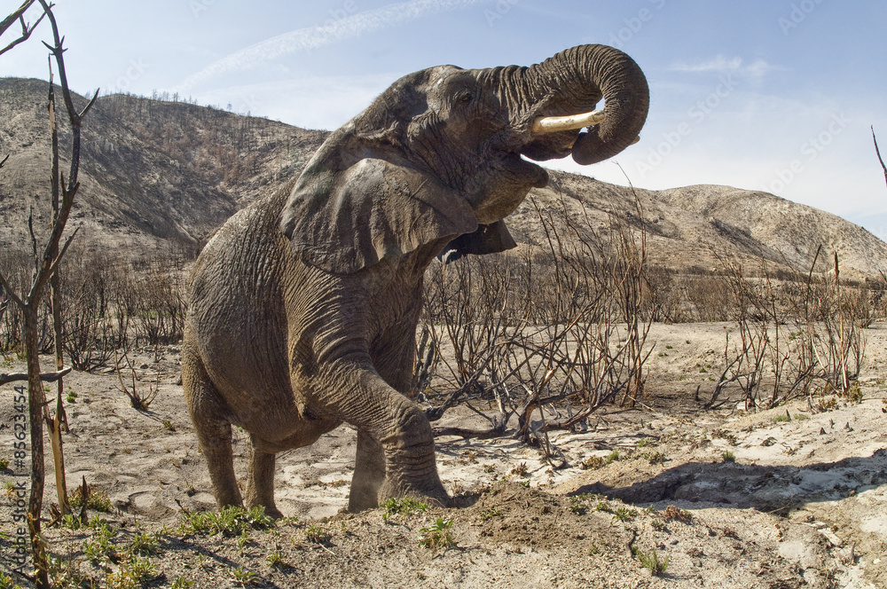 Fototapeta premium Elephant