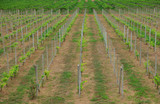 Stock Photo - little grapevine grow up. rows of vines lined