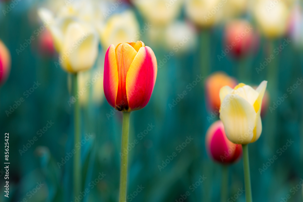 Fototapeta premium Red & Yellow Tulip