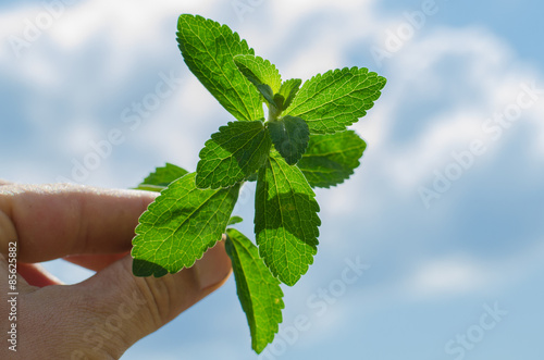 stevia rebaudiana - the sugar plant