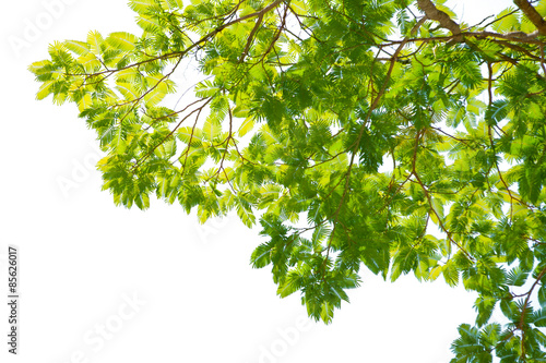 Tamarind tree or Colvillea racemosa leaves background