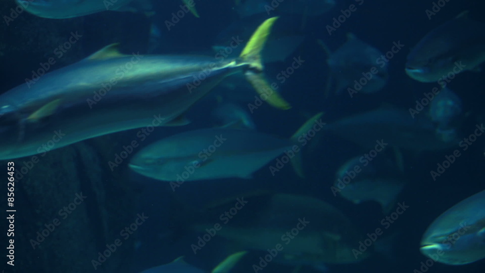 Fish swimming in a tank Fish swimming in a tank