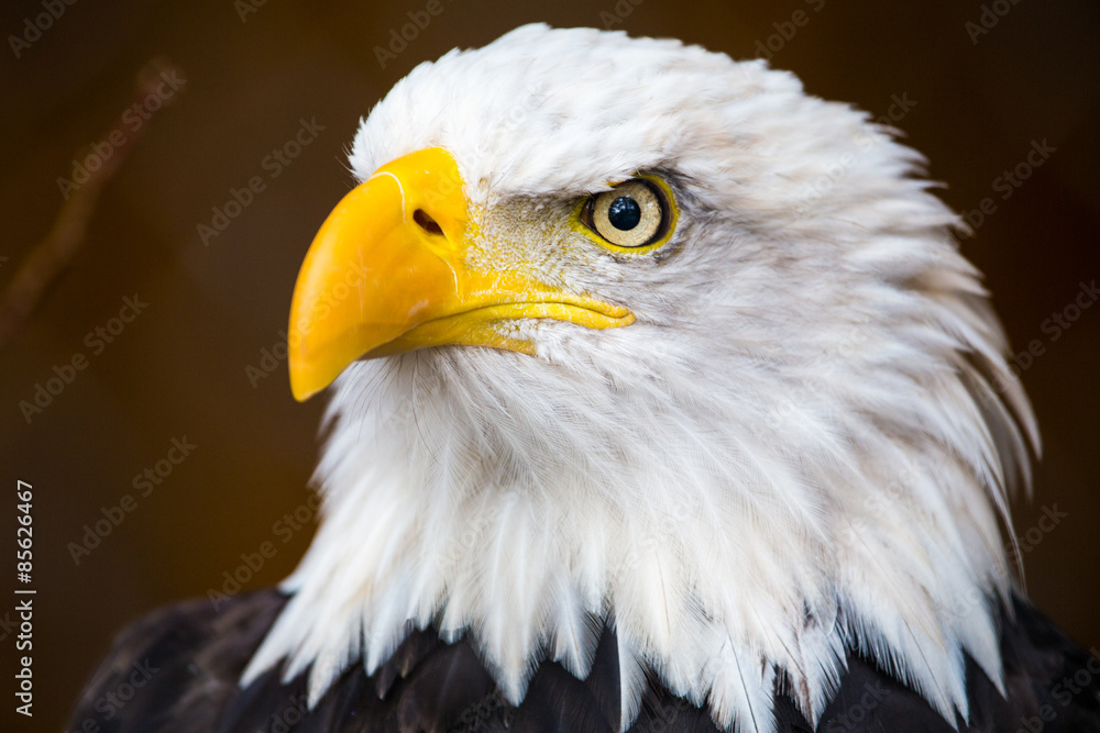Bald Eagle Bald Eagle