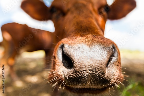 Cow, hill, blooming.