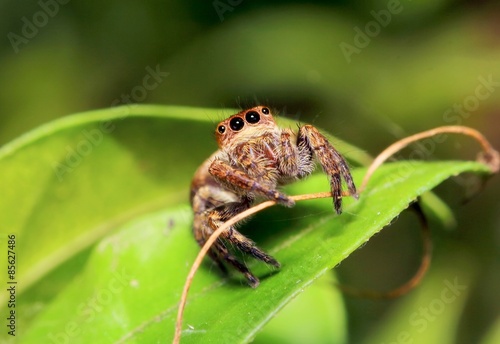 small jumping spider in the garden