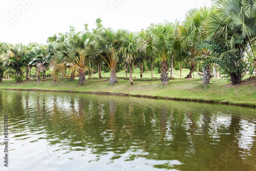 Palm trees in the park with a riverbed