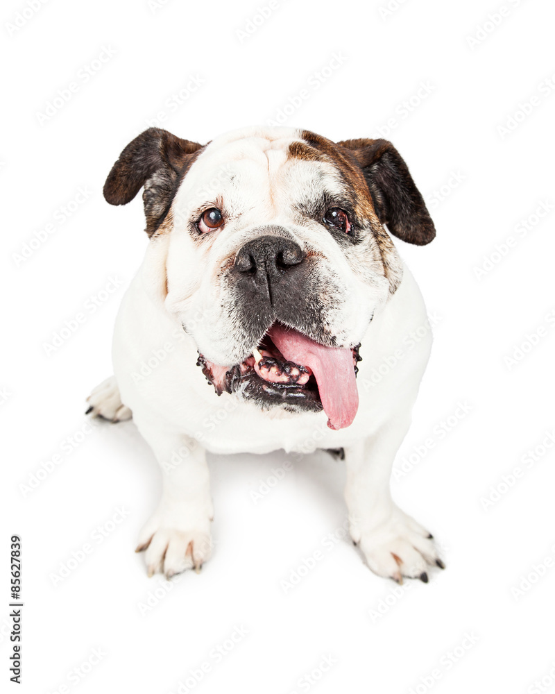 Cute Bulldog Tongue Hanging Out