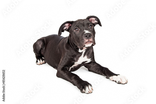 Cute Large Crossbreed Puppy Laying Down