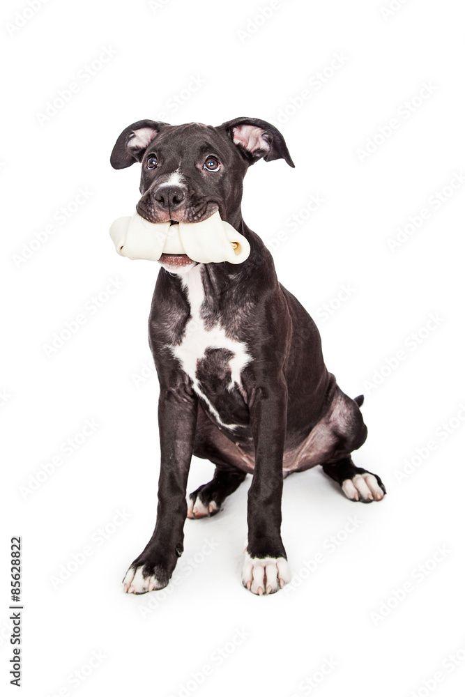 Cute Puppy Holding Bone in Mouth