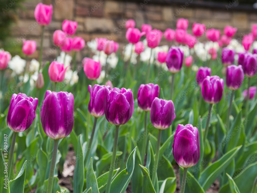 Purple Tulips in the Spring