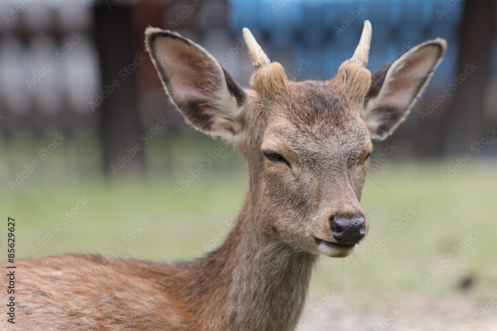 The deer of Nara, Japan