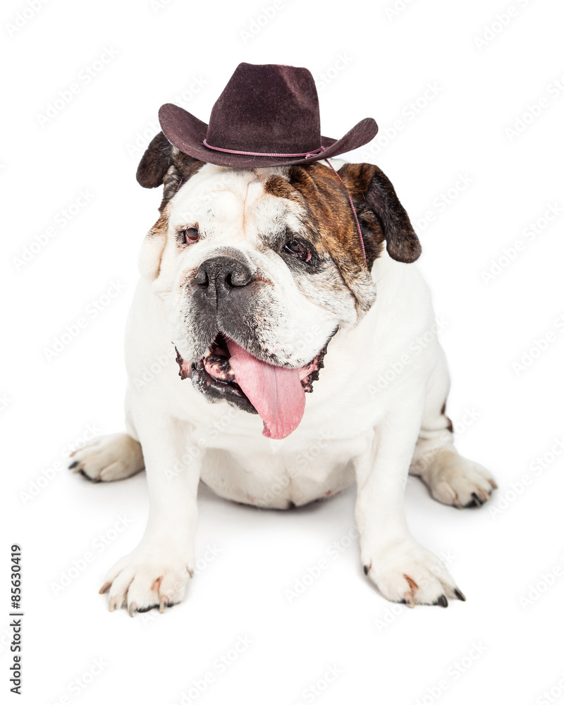 Obraz premium Funny Dog Dressed as a Cowboy