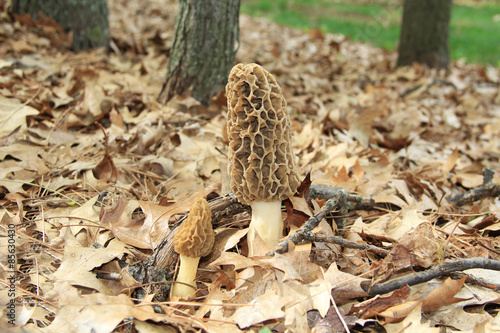 Close-up of a huge wild morel mushroom in a wooded area. Also known by many unique names such as, dryland fish, molly moochers, hickory chicken, merkels, muggin and miracle.