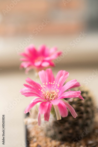 cactus flower Lobivia