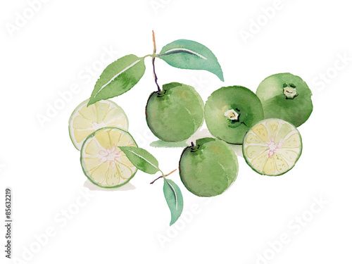 lime watercolor illustration background