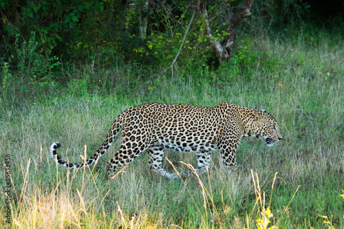 Sri Lankan leopard on hunt at Yala national park in Sri Lanka