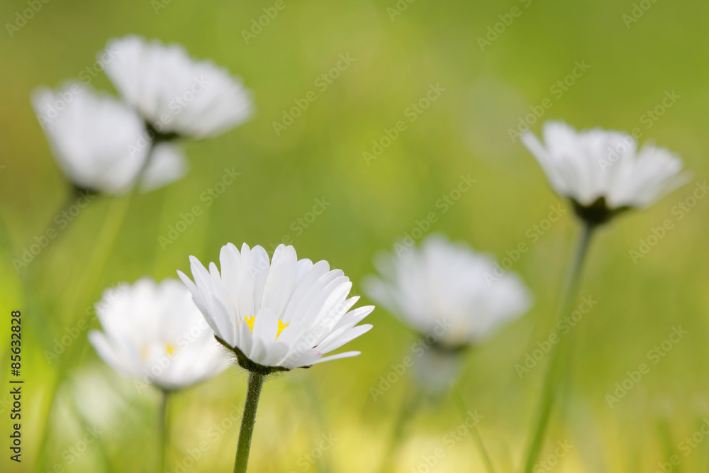 Group of daisys with green de-focused background Group of daisys with green de-focused background