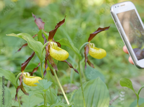 Photographing plants of yellow Lady's slippers orchids