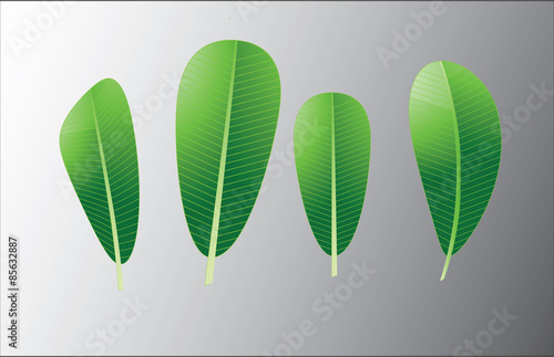 Plumeria leaf or lelawadee leaf vector background photo