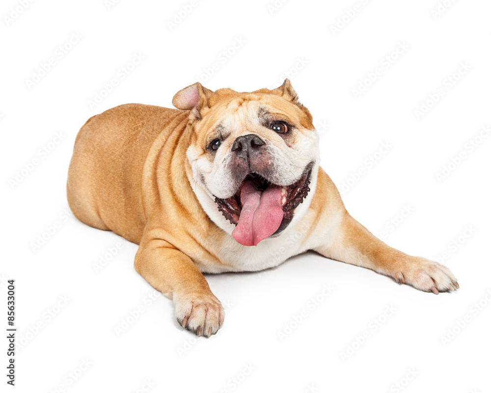Tired Old Bulldog Laying Tongue Out
