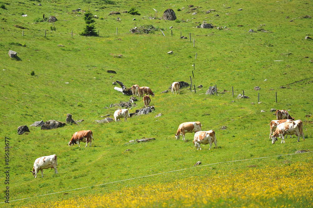  herd of cows