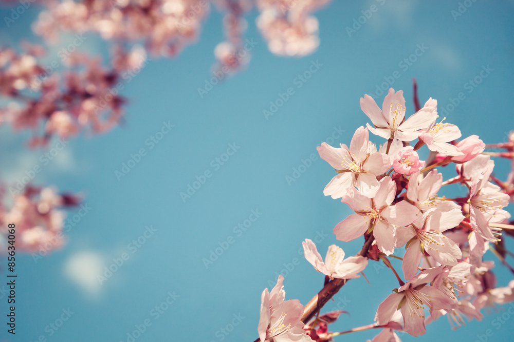 Closeup of cherry tree (prunus sargentii) blossoms in spring Closeup of cherry tree (prunus sargentii) blossoms in spring