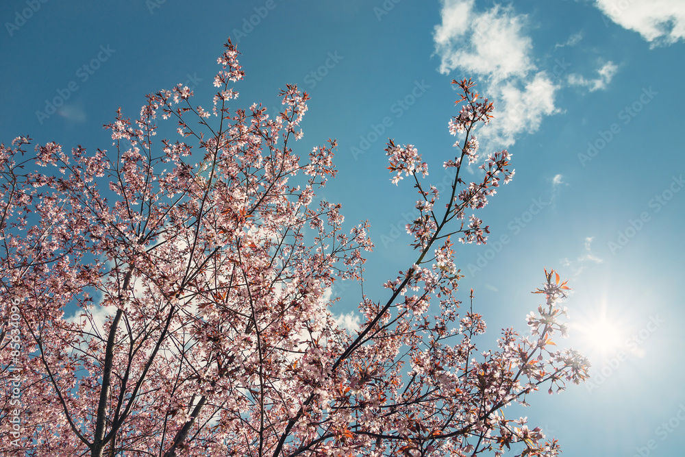 Cherry tree blossoms against blue sky in the spring