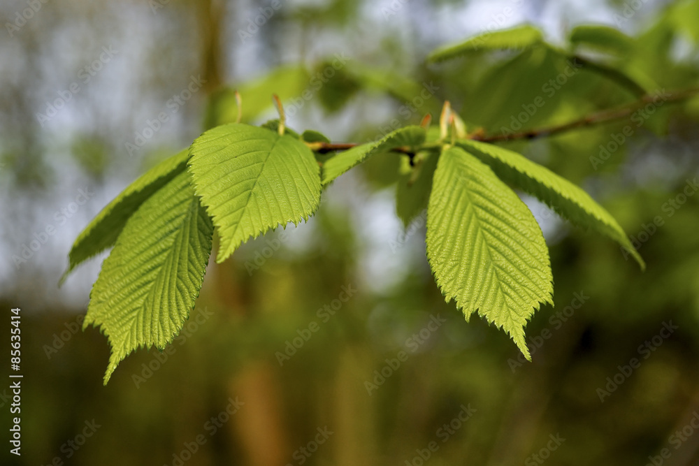 New beech leaf in morning forest New beech leaf in morning forest
