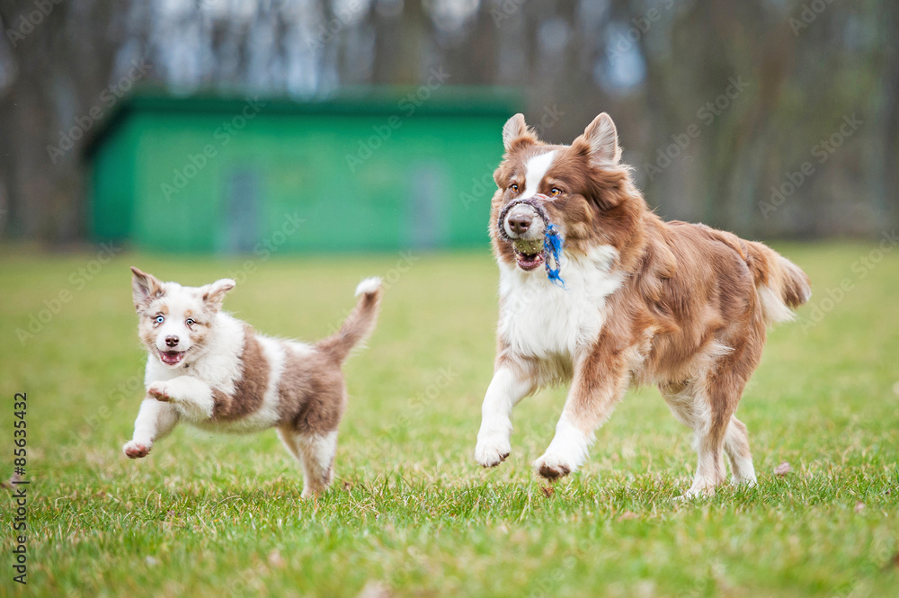 Australian shepherd dog playing with a puppy