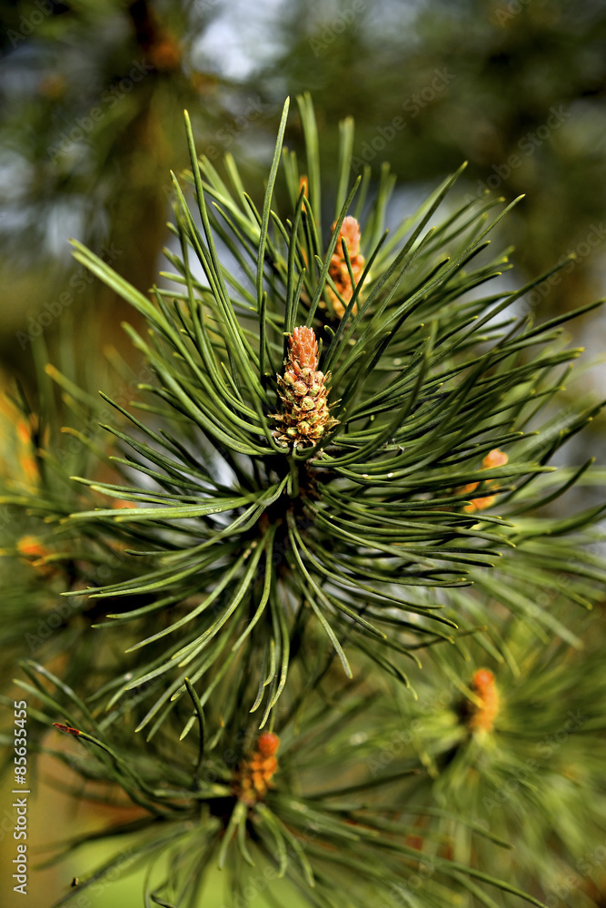 Young pine branch in spring Young pine branch in spring