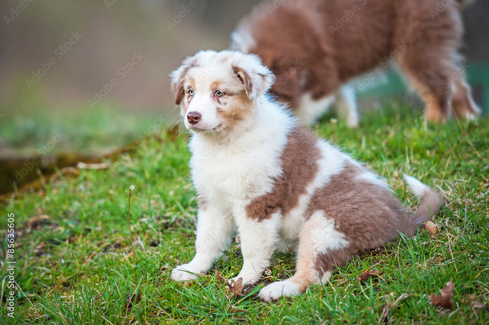 Australian shepherd puppy sitting in the yard