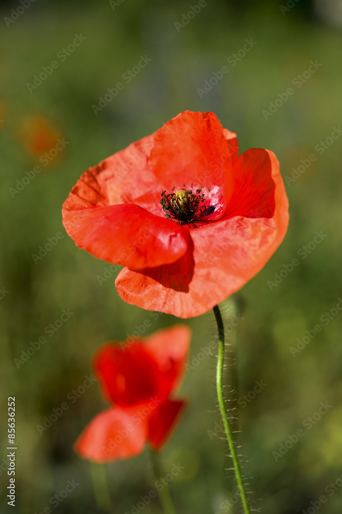 Fototapeta premium wcześnie rano czerwona scena makowa